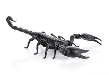 Scorpion isolated on white