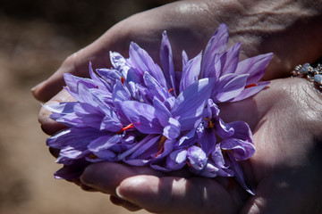 Saffron flowers after harvesting. Crocus flower in a hands of a harvester