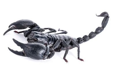 Scorpion isolated on white