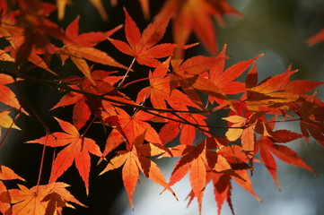 紅葉
