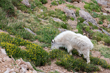 Obraz na płótnie Canvas A Mountain Goat feeds on the summer tundra near Summit Lake on M