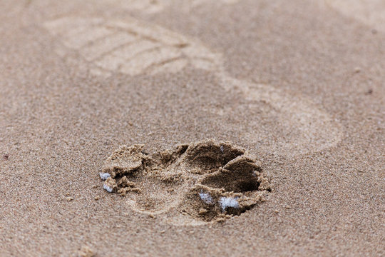 footprints of man and dog