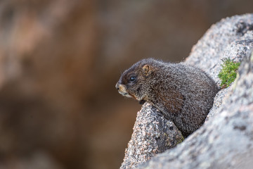Yellow Bellied Marmot suns itself on a granite outcropping at Su