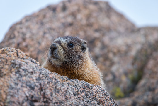 A protrait of a Yellow Bellied Marmot on a granite outcropping n
