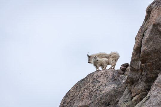 Mother and kid Mountain Goats high above Summit Lake on Mount Ev