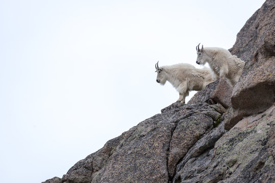 Mountain Goats survey the terrain high above Summit Lake on Moun
