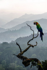 Big colourful parrot on a branch on hill background in Munnar in western Ghats, Kerala, Idukki district, India