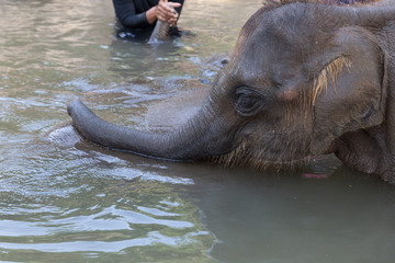 young asian elephant bathing in stream creek