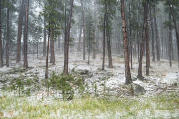 Fototapeta premium hailstorm in the forest