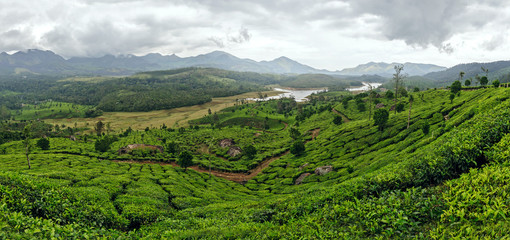 Panoramic view in Munnar in western Ghats, Kerala, Idukki district, India