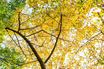 Ginkgo leaves in autumn color