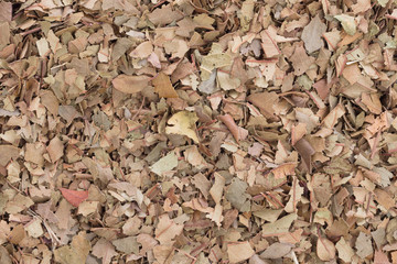 Dry tea leaves