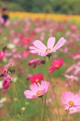 Fototapeta premium Cosmos flowers