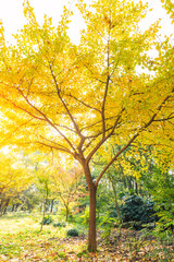 Ginkgo leaves in autumn color