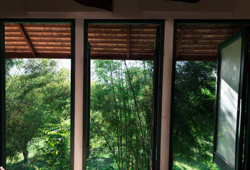 three large opening window with bamboo tree view