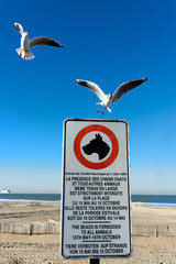 mouettes sur un panneau d'interdiction por tous les animaux