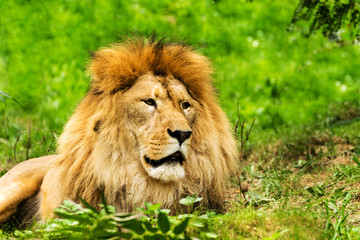 Fototapeta na wymiar Lion male. Panthera leo.