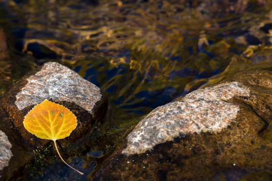 A single yellow aspen leaf rests on a granite rock in West Maroo