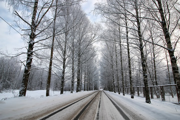 tree along the road in the winter