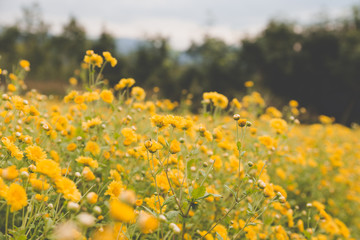 Obraz premium yellow Chrysanthemum flower field, soft focus