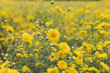 Fototapeta premium yellow Chrysanthemum flower field, soft focus
