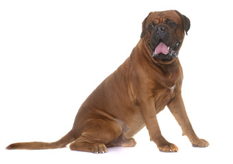 dogue de Bordeaux