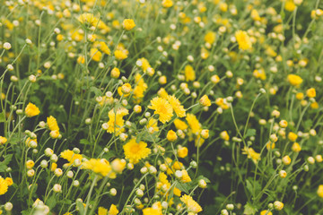 Obraz premium yellow Chrysanthemum flower field, soft focus