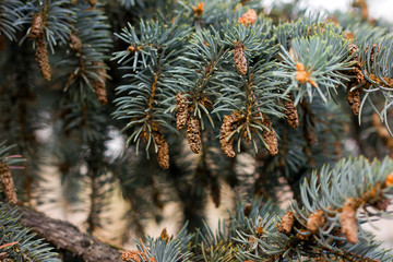 Spruce branch in snow