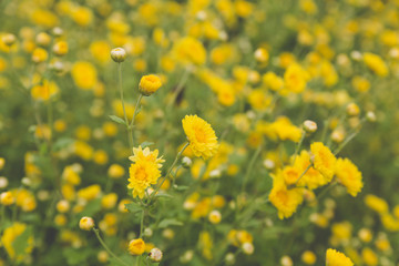 yellow Chrysanthemum flower field, soft focus