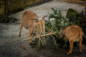 Ziegen fressen einen Weihnachtsbaum
