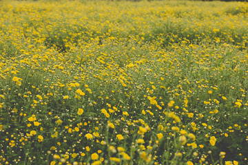 yellow Chrysanthemum flower field