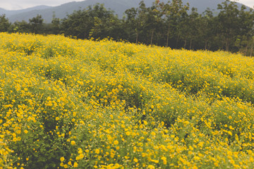 Obraz premium yellow Chrysanthemum flower field, soft focus