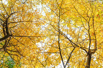 Ginkgo leaves in autumn color
