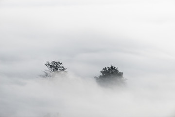 morze chmur nad lasem, czarno-białe odcienie w minimalistycznej fotografii - 129640832