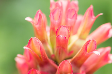 Close up crape ginger flower or Costus speciosus in garden