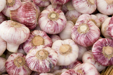 Frankreich. Aquitaine. Dordogne. Perigueux. Samstagsmarkt. Frischer violetter Knoblauch.