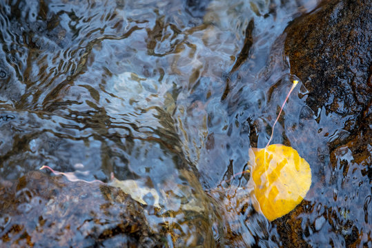 An aspen leaf clings to a rock while submerged below the water's