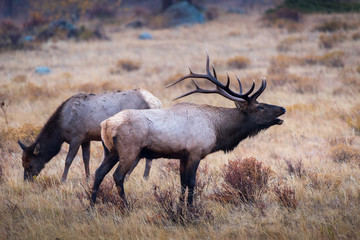 A bull elk bugles a challenge across a meadow to a rival bull
