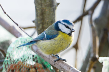 Blaumeise - Cyanistes caeruleus