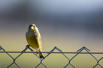 Grünfink - Carduelis chloris