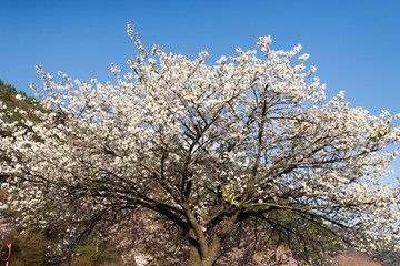 White Cherry Blossom in Lake Kawaguchiko