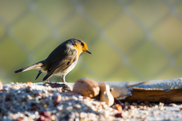 Rotkehlchen - Erithacus rubecula