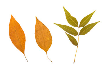 three fallen leaves from the trees in autumn