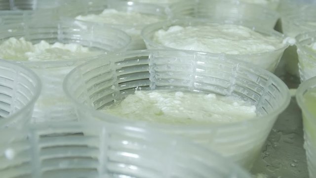 make ricotta cheese from cow's milk: small cheese dairy