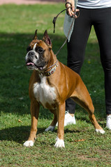 Boxer breed dog walks