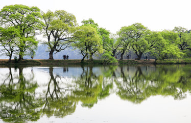경산 반곡지의 봄