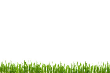 Fototapeta premium Green grass leaves on white background