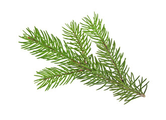 Fir tree branch isolated on a white background