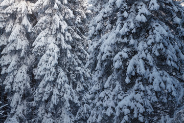 Fir trees covered with snow in winter forest
