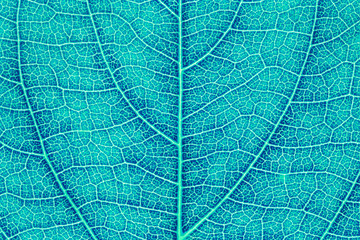 Abstract background from nature leaf texture for design with copy space for text or image. Leaf motifs that occurs natural.
